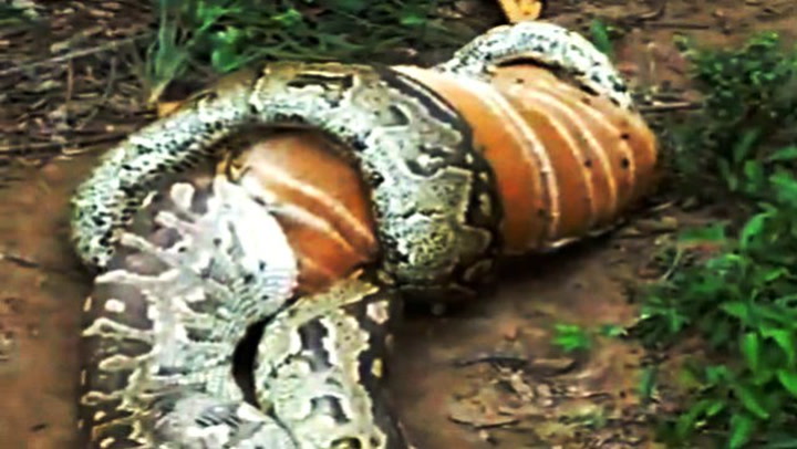 Frau lebende anaconda frisst Video: Riesiges